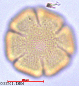 ISEM 1/Pinguicula_calyptrata_29100/Pinguicula_calyptrata_29100_0001(copy)_thumb.jpg